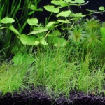植栽から23日目　ヘアーグラスショート